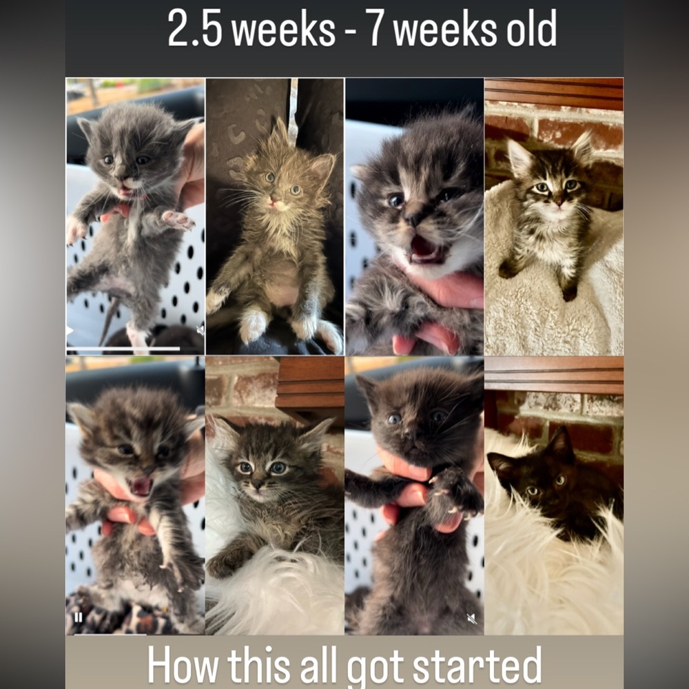 MY CATS TOE BEAN PICS ! THEY HAVE RENT TO PAY & A TUNA ADDICTION... BID UP PLZ!